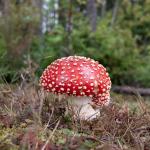 Decorative Photo Frame Set